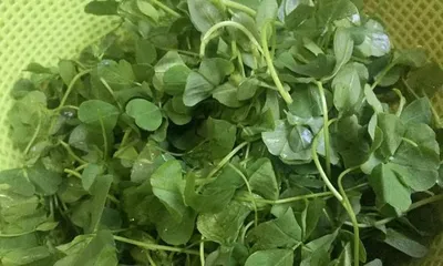 Gold flowers vegetable, the best food in spring (delicious, nutritious, beneficial to the body)
