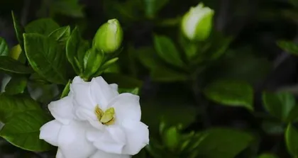 Why can't you keep gardenias at home? (Understand the hazards and precautions of gardenias)
