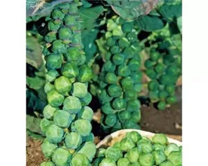 Is cabbage really kale? (Unveiling the true identity of "cabbage" and getting a comprehensive understanding of kale)