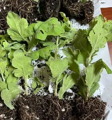 Chrysanthemum cultivation (exploring the impact of pot size on plant growth during the process of chrysanthemum cultivation)