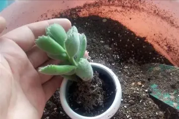 The correct way to repot succulents in summer (detailed precautions to make your succulents healthier)