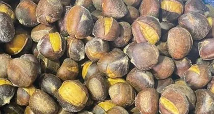 Detailed Explanation of Chestnut Harvesting Season (Chestnut Maturity Period, Picking Techniques, and Storage Methods)