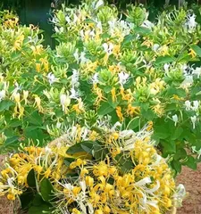 The method and precautions for planting honeysuckle in the yard (a great choice for creating a beautiful yard, honeysuckle growth requires these attention points)