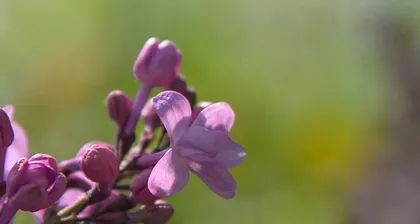 The flowering characteristics of lilac flowers (find out how many times lilacs bloom each year and how long the flowering period lasts)