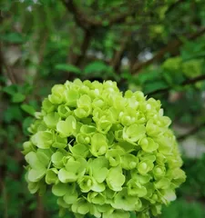 Chrysanthemum Flowering Time and Viewing Guide in Autumn (The Mystery of Chrysanthemums Blooming in Autumn, Variety Introduction, Care Tips, and Viewing Suggestions)