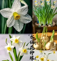 Narcissus Cultivation and Care (Help You Easily Create a Narcissus Garden)