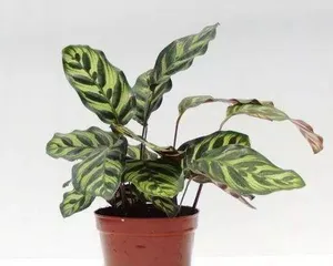 The Benefits of Keeping Calathea Makoyana at Home (A Feng Shui Treasure for a Better Life)