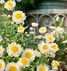 Chrysanthemum repotting, making the flowers healthier (Chrysanthemum repotting time and method,)