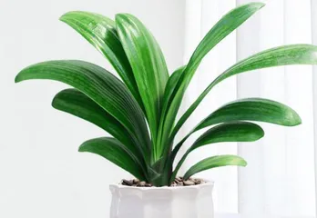 Clivia Miniata: Symbol of noble character
