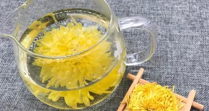 Analysis and Precautions of Chrysanthemum Toxicity for Indoor Cultivation (Understanding the toxicity of chrysanthemums, here's how you can cultivate them indoors)