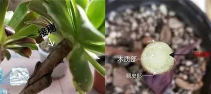 What to do if succulent leaves rot? Teach you how to save them! (Causes and solutions for succulent leaf rot)