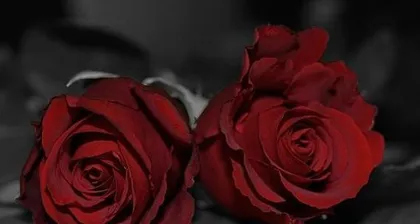 From roses to baby's breath, exploring the romantic meanings of different flowers