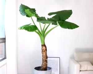 The time and method for repotting and dividing Diepervireya (Master the key techniques to make Diepervireya propagate quickly)