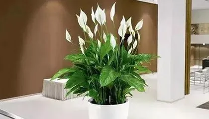 Office Flower Arrangement and Feng Shui (Aiding Work, Improving Air Quality, Enhancing Personal Luck)