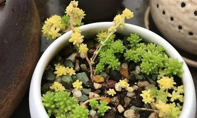 Is the Four-Season Begonia Sun-Loving or Shade-Loving? Analyzing the Impact of Sunlight and Shade on Its Growth