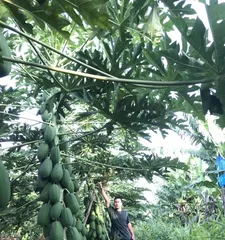 Is papaya really high in sugar? (Revealing the truth about papaya's sugar content)