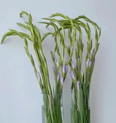 Detailed Explanation of Gladiolus Cold Tolerance (Exploring the Cold Adaptability of Gladiolus, Interpreting Key Winter Care Practices)