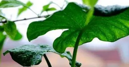 Tips and Precautions for Dieffenbachia Cuttings (Exploring the cuttings method of Dieffenbachia to make your garden more beautiful)