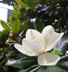 Discover the beauty and charm of magnolias (an elegant flower variety)