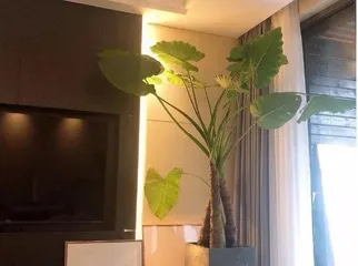 Is the Lucky Plant toxic for home decoration? (Safe cultivation, enjoy with peace of mind) 2