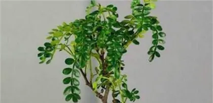 清香木盆栽养护全攻略(时间、方法、技巧、注意事项一网打尽)3