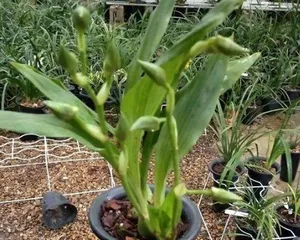 Dream Orchid Cultivation Techniques (Creating a Charming Orchid Garden)