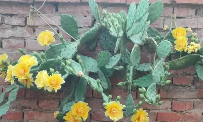 The Meaning and Significance of Cactus Flower Language (Exploring the Significance of Cacti as a Unique Plant)