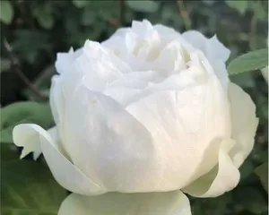 Rose Growing Techniques for Wedding Path (Exploring Whether Roses Are Climbing or Bush, Creating the Best Choice for a Wedding Path)