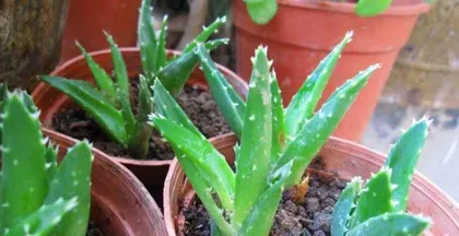Detailed Explanation of Aloe Vera Hydroponic Cultivation Methods (Simple and Easy-to-Follow Aloe Vera Hydroponics Techniques)