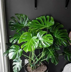 Why can't you keep Monstera at home? (Exploring the dangers of Monstera cultivation and its impact on the environment)