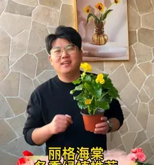 Investigating whether Begonias bloom in winter (Characteristics and growing environment of Begonias, whether they belong to winter-flowering species, how to promote blooming)