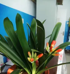The Flower Symbolism of Clivia Miniata in Changchun City (Exploring the beauty and connotation of Clivia Miniata, savoring the cultural heritage of Changchun)