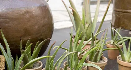 Is Aloe a Succulent Plant? (Analyzing the Classification and Characteristics of Aloe, Unveiling the True Nature of Succulents)