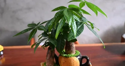 Corridor decoration, these plants are good for Feng Shui (creating good luck in life)