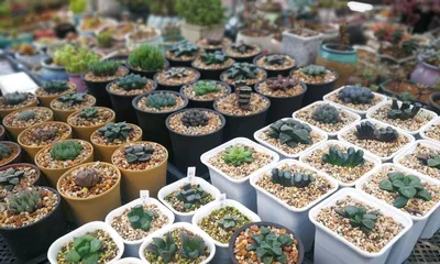 Haworthia cooperi Care Guide (Potting Method and Precautions) 3