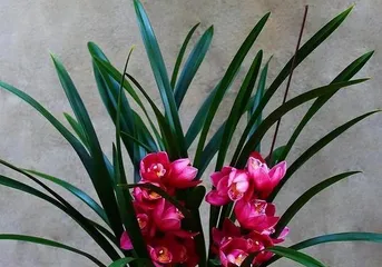 What flowers to buy for a new home? Small tips for creating a wonderful life! (From color to scent, carefully selected flowers suitable for a new home)