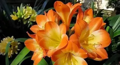 The flowering period of Clivia Miniata (blooming in spring and summer, fragrance fills the garden)