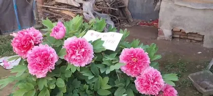 The blooming cycle and time of peonies (once a year, prosperous and magnificent)