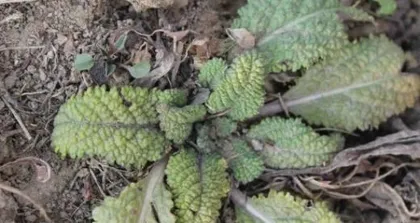 Discover the Mystery of Frog Grass (A Beautiful and Refreshing Summer Delicacy)