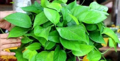 How to water correctly Monstera deliciosa (watering time, watering method, watering frequency, etc.)