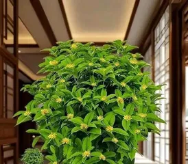 Why isn't my osmanthus tree blooming? (Exploring the reasons for an osmanthus tree not blooming and solutions.)