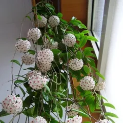 Representing Etiquette Plants (Exploring the Stars of Etiquette - Plants)