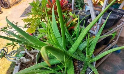 Aloe Planting Guide (How to Choose Suitable Soil for Aloe Planting)