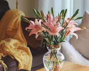 Is it suitable to place lilies in the bedroom? (Understand the charm and precautions of lilies to create a comfortable bedroom environment)
