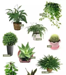 Is the Snake Plant Sun-Loving or Shade-Loving? – Unveiling the Care Secrets of This Flower