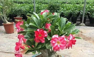 The Frozen Secret of Desert Roses (Exploring the Cold Resistance and Adaptability of Desert Roses, Unraveling Their Survival Mysteries)