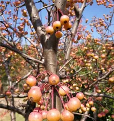 The fruit of Malus micromalus (understand the edible value and medicinal efficacy of Malus micromalus fruit)