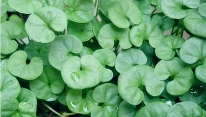 The Ideal Plant for Computer Companions (Shade-Loving or Sun-Loving? - Analyzing Plant Characteristics Suitable for Computer Companions)