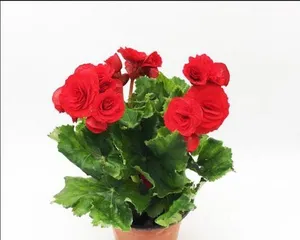 Pruning Techniques for Four-Season Begonias (Tips for Creating a Beautiful Garden)