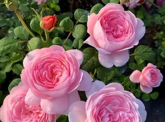 Beginner's Flower Gardening Guide (From Easy to Difficult, Gradually Improving Planting Skills)